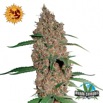 Barney’s Farm Seeds Company Laughing Buddha