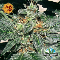Barney’s Farm Seeds Company Red Diesel