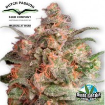 Dutch Passion Brainstorm