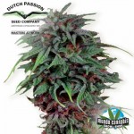 Dutch Passion Durban Poison