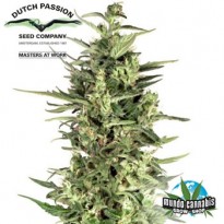 Dutch Passion Dutch Cheese