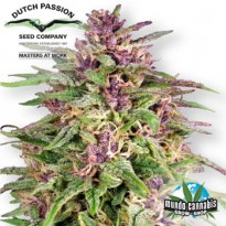 Dutch Passion Frisian Dew