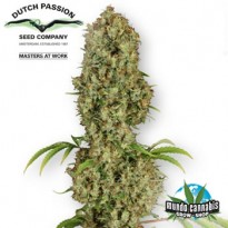 Dutch Passion Jorge’s Diamond