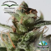 Dutch Passion La Lybella