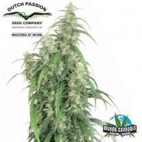 Dutch Passion Mekong High