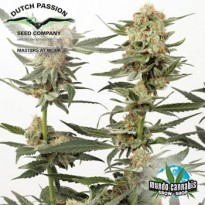 Dutch Passion Ortega Indica
