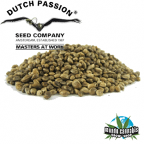 Dutch Passion SnowStorm