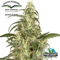 Dutch Passion Skunk #11