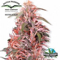 Dutch Passion Skunk Passion