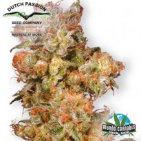 Dutch Passion Skywalker