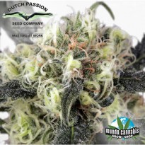 Dutch Passion SnowBud