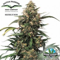 Dutch Passion Strawberry Cough