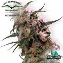 Dutch Passion Super Haze
