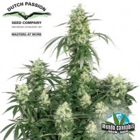 Dutch Passion The Ultimate