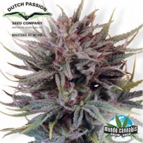 Dutch Passion Trance