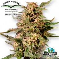 Dutch Passion Voodoo