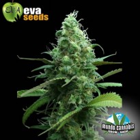 Eva Seeds Jamaican Dream