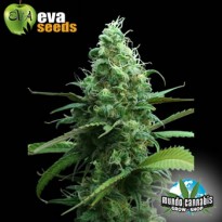 Eva Seeds Pink Plant