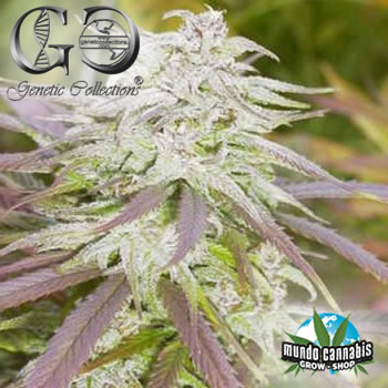 Genetic Collections Biddly Early