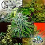 Genetic Collections Mosaic