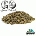 Genetic Collections Masibindi