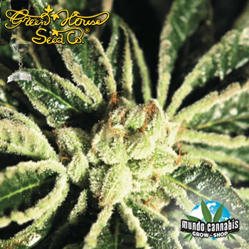 Green House Kaia Kush