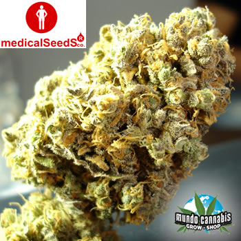 Medical Seeds Channel +