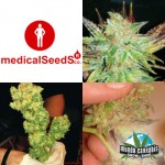 Medical Seeds Colección 1