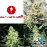 Medical Seeds Colección 3