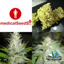 Medical Seeds Colección 4