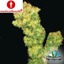 Medical Seeds Sour Diesel