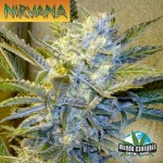 Nirvana Blue Mystic