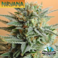 Nirvana Papaya