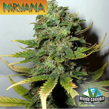 Nirvana Super Skunk