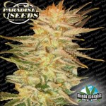 Paradise Seeds Ice Cream