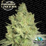 Paradise Seeds Jacky White