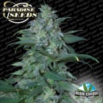 Paradise Seeds Magic Buds
