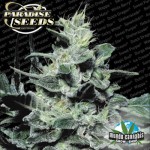 Paradise Seeds Nebula