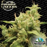 Paradise Seeds Opium