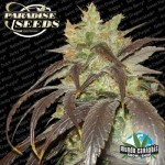 Paradise Seeds Spoetnik