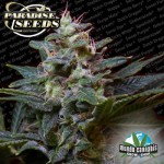 Paradise Seeds Sweet Purple