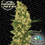 Paradise Seeds Wappa