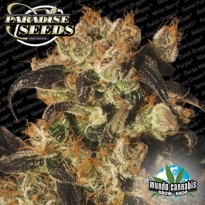 Paradise Seeds White Berry