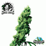 Sensi Seeds 4 Way