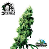 Sensi Seeds 4 Way
