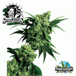 Sensi Seeds Mr Nice G13xHashplant