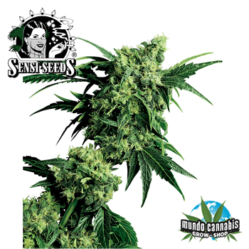 Sensi Seeds Mr Nice G13xHashplant