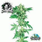 Sensi Seeds Afgani 1