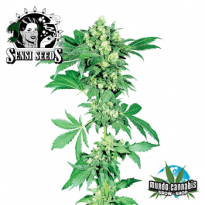 Sensi Seeds Afgani 1