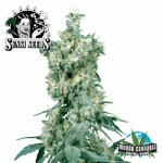 Sensi Seeds American Dream